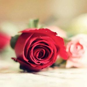 Meet your Posher, Bobby